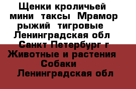 Щенки кроличьей ( мини) таксы) Мрамор, рыжий, тигровые. - Ленинградская обл., Санкт-Петербург г. Животные и растения » Собаки   . Ленинградская обл.